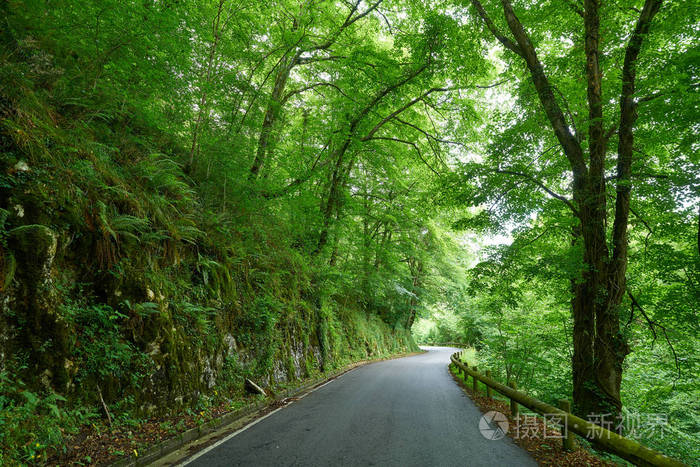 西班牙 Picos Covadonga 路森林