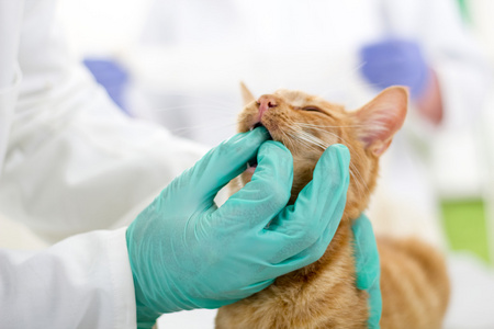 兽医检查牙齿到一只小猫