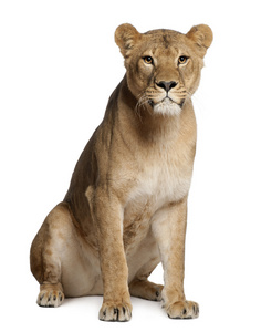 母狮 中药利奥，3 岁，坐在白色背景前