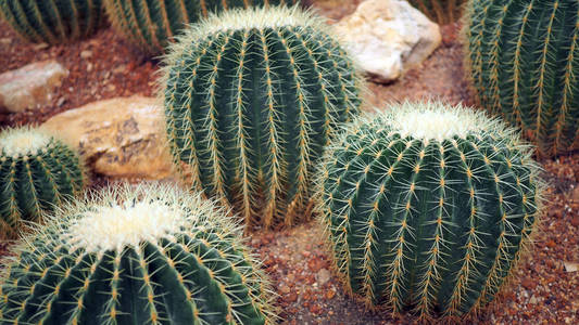 金桶仙人掌或棘球蚴在植物学上