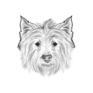 草绘西部高地白梗.手绘插图照片