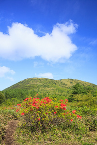 日本杜鹃花