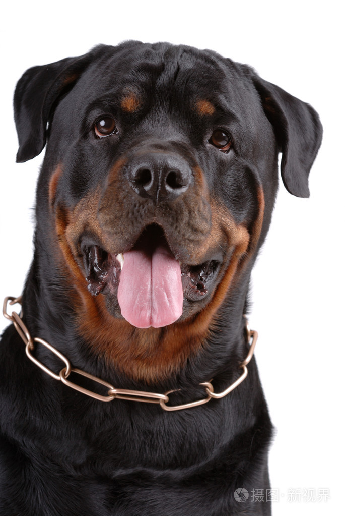 罗威纳犬照片-正版商用图片0aah4c-摄图新视界