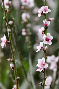 粉红梅花树鲜花盛开图片