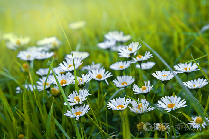 洋甘菊花的领域照片-正版商用图片0aaixe-摄图新视界