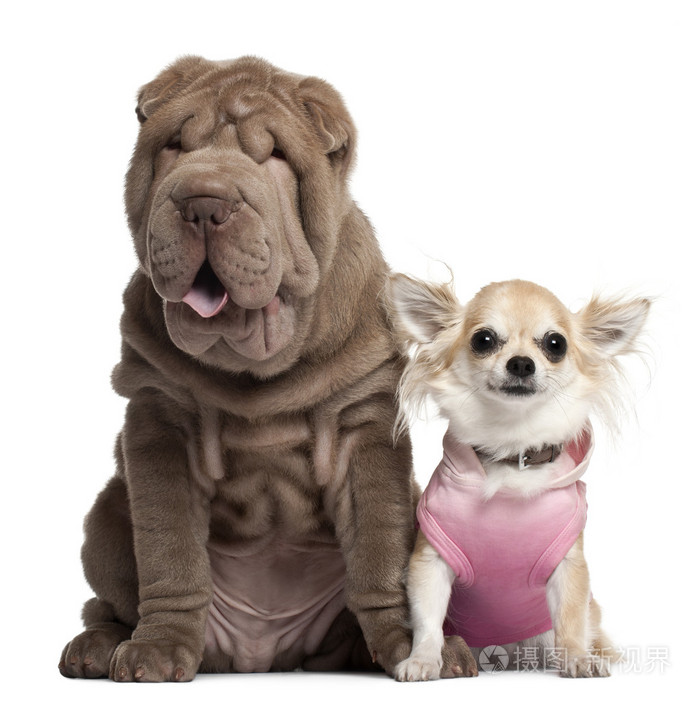 奇瓦瓦 3 岁和shar Pei 小狗 3 个月大 坐在前面白色背景照片 正版商用图片0aajce 摄图新视界