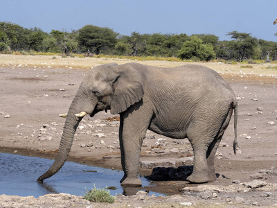 非洲象男性, 非洲象属, 基利坎贝尔, 水坑, etosha 国家公园