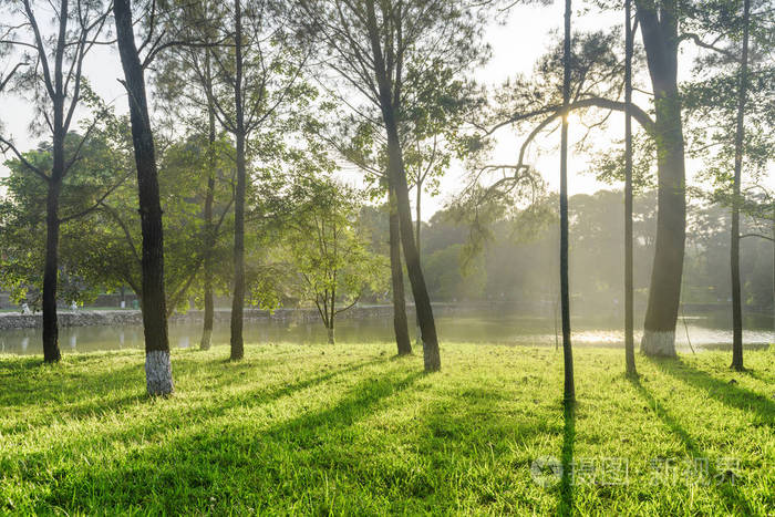 美丽的风景湖通过树林在日落.公园里绿草上的树木令人惊叹的影子.