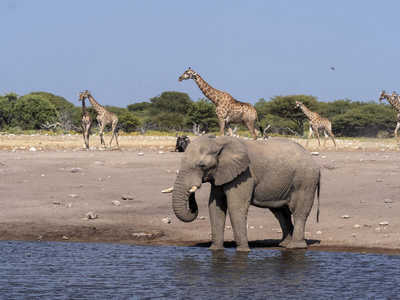 非洲象男性, 非洲象属, 基利坎贝尔, 水坑, Etosha 国家公园, 纳米比亚