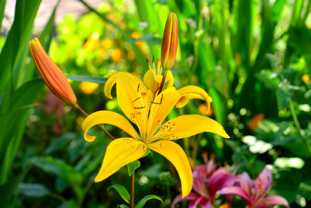 美丽的黄花百合花芽特写在户外花园的柔和绿色背景。春天, 自然。平躺, 顶部视图