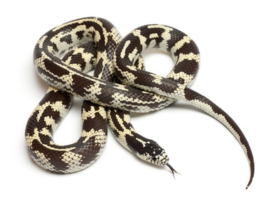 香蕉东部 kingsnake 或共同 kingsnake，lampropeltis getula californiae，在白色