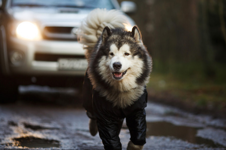 阿拉斯加雪橇犬狗的肖像