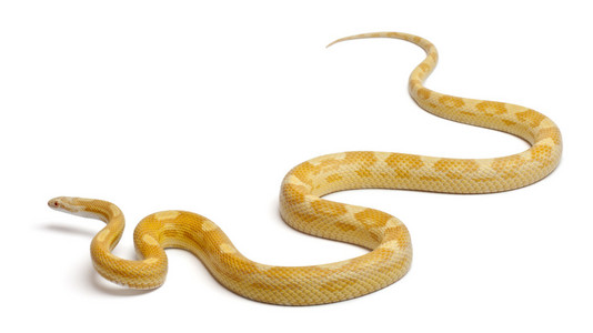 黄油 mothley 蛇或红色老鼠蛇，pantherophis guttatus，在白色背景前