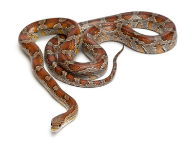 迈阿密玉米蛇或红色老鼠蛇，pantherophis guttatus，在白色背景前