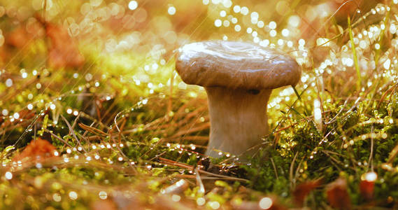 蘑菇单面在阳光明媚的森林里雨中。单面是蘑菇产生真菌的一个属, 包括100多种