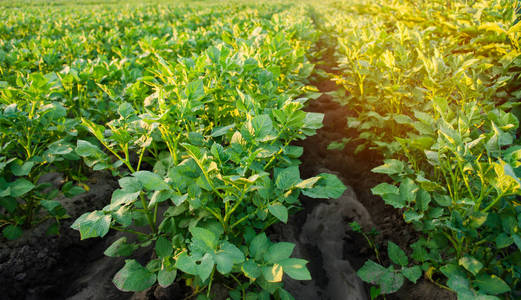 马铃薯种植园生长在田间.蔬菜行.农业,农业.与农业用地的景观.作物.