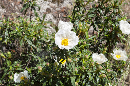 梦乡 ladanifer 胶 rockrose