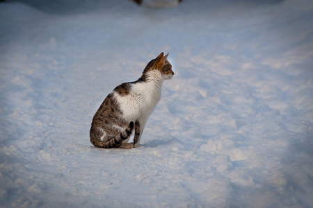 在公园里一个寒冷的早晨, 猫在雪中