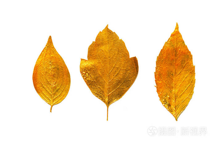 在白色背景查出的金叶设计元素
