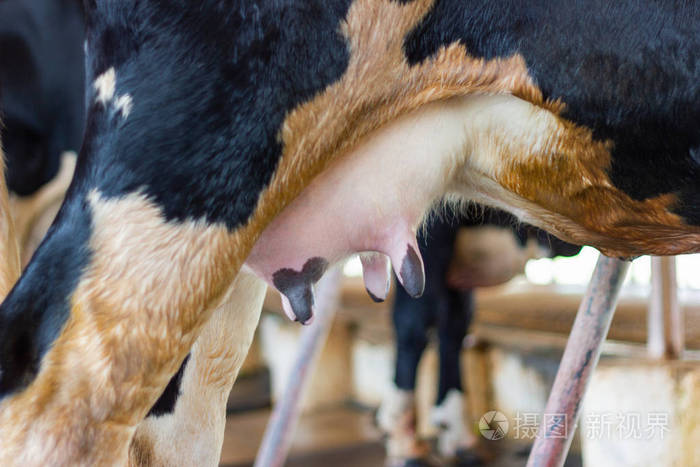 泰国农场年轻母牛女性特写乳房
