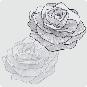 复古花玫瑰，手绘图。矢量图