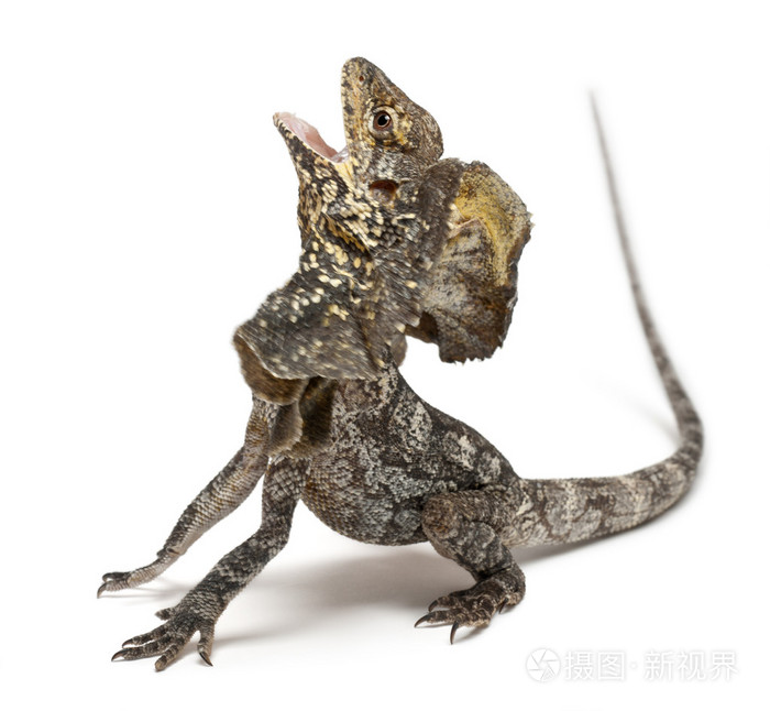 褶边颈 chlamydosaurus kingii,在白色背景前也称为 frilled 蜥蜴