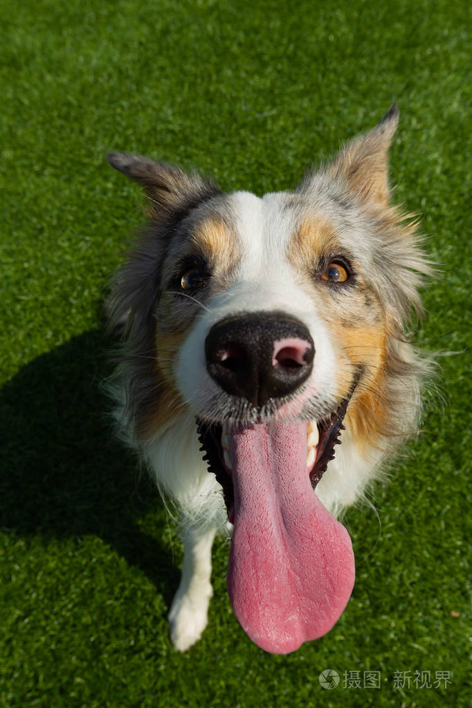 边境牧羊犬看着相机滑稽的肖像由广角镜头拍摄夏日阳光自然光一个