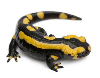 火蝾螈，salamandra salamandra，在白色背景前