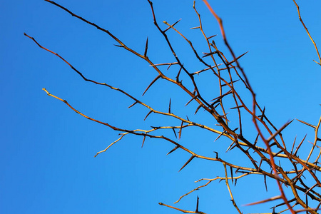 树枝天空蓝色天空背景下有大荆棘的树枝照片