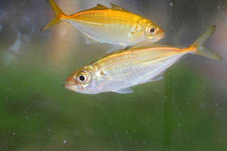 大西洋竹荚鱼图片