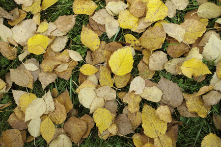 黄叶子在草地上照片