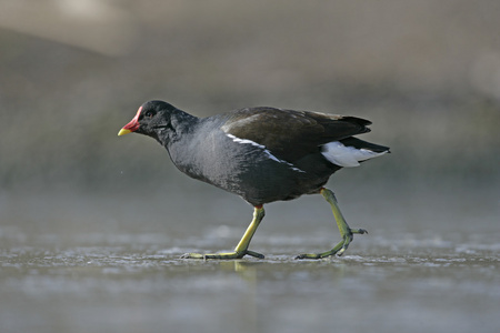 moorhen，gallinula chloropus