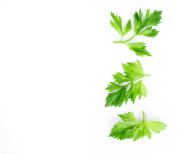 新鲜的绿色芹菜叶子在白色背景, 食物为健康概念