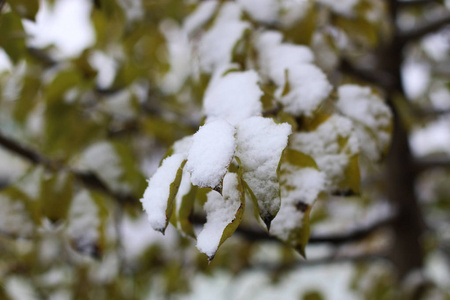 第一冬雪枝