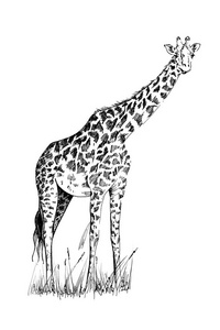 长颈鹿手绘插图原件无追踪