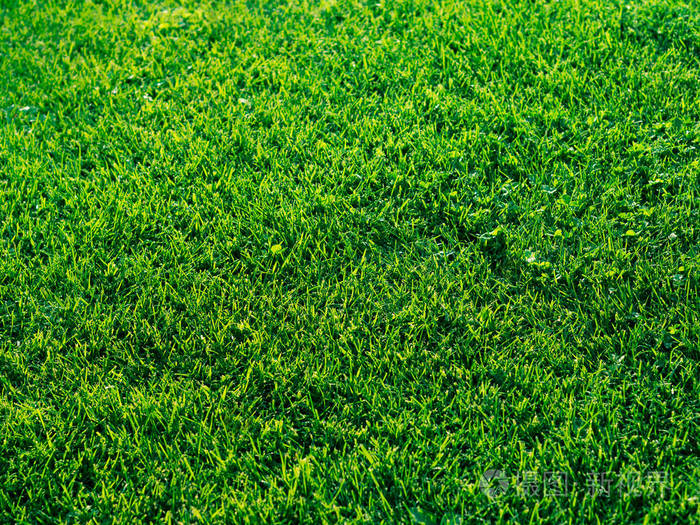 绿色草纹理背景日光