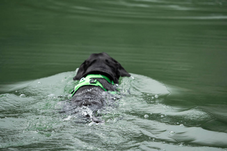 一只黑色的拉布拉多猎犬正在水中游泳。