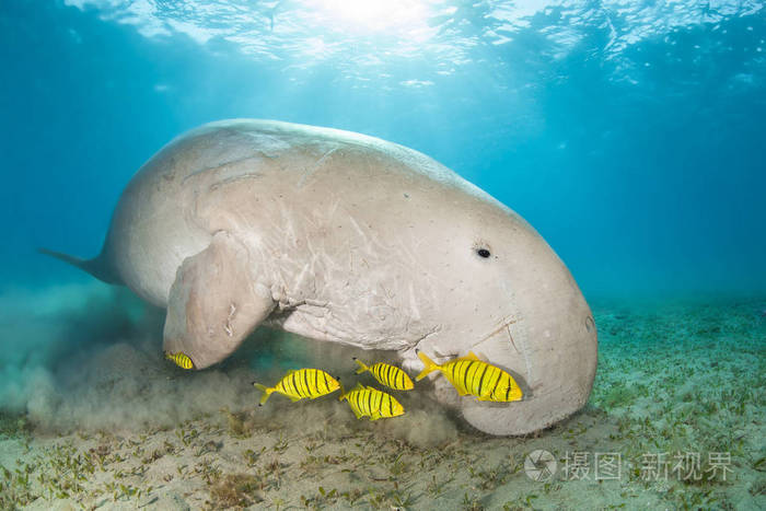 儒艮被黄色的先导鱼包围