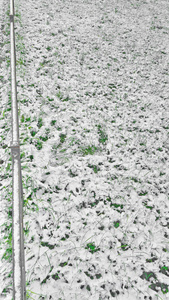 雪首先白色在绿草冬天