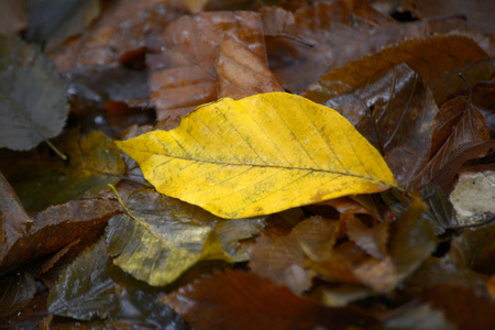 秋天的黄叶在地上。秋天自然背景
