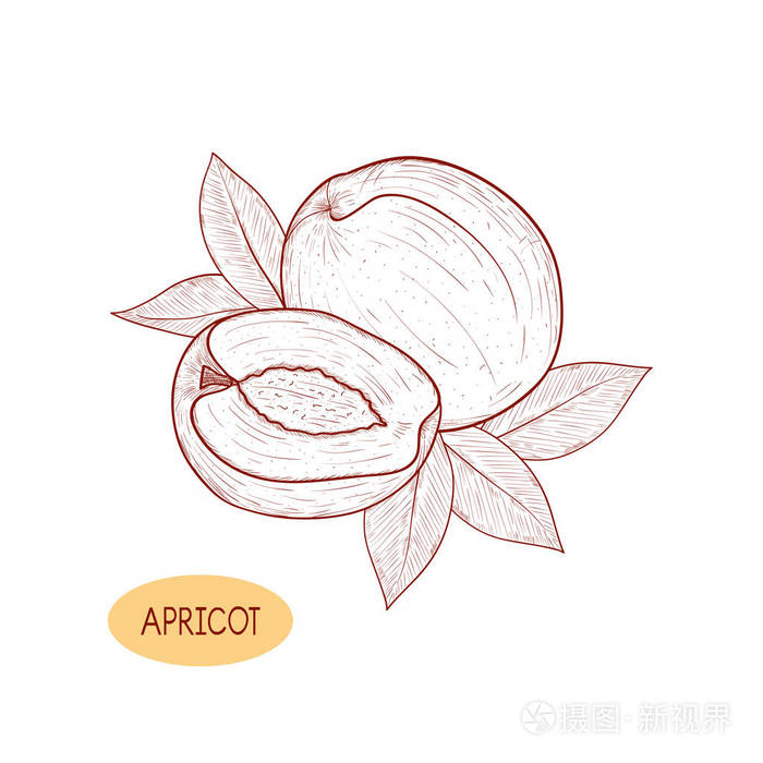 杏.水果, 叶子.素描.单色插画-正版商用图片0ab6nz-摄图新视界