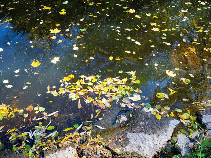 阳光明媚的秋日城市公园河流落叶
