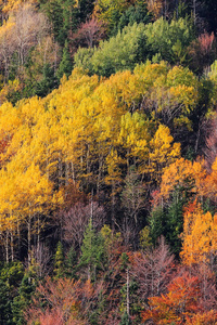 秋天的山林色彩树纹理背景图片