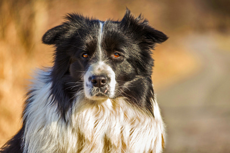 边境牧羊犬图片