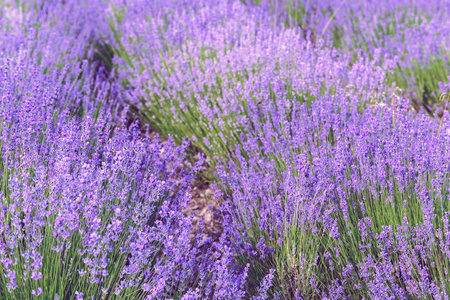 在夏天薰衣草田地