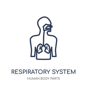 呼吸系统图标。从人体零件采集的呼吸系统线性符号设计