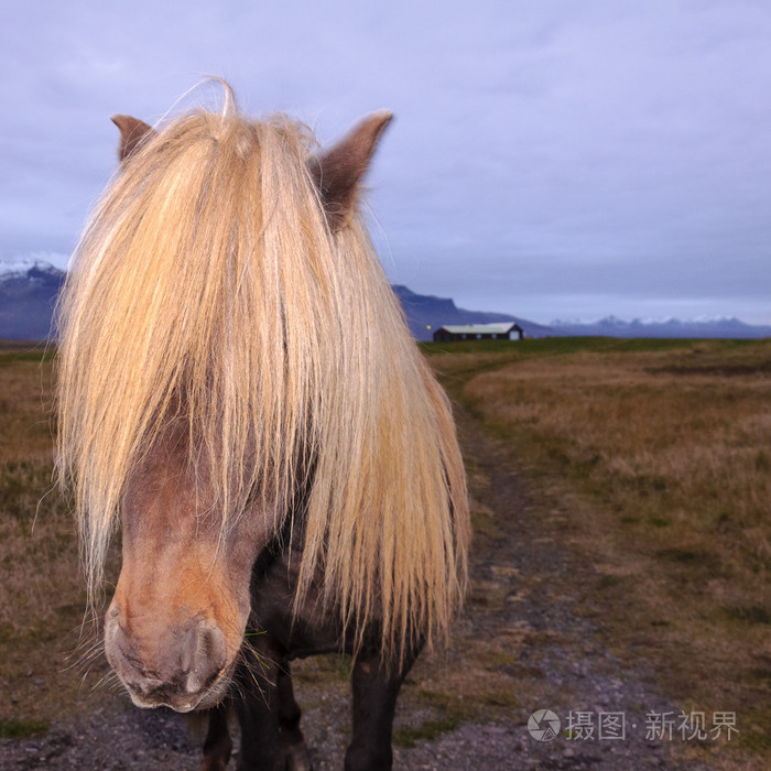 冰岛马鬃毛的印象