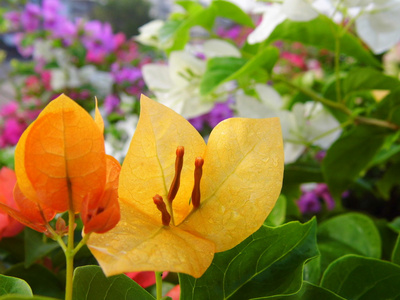 九重葛花或称为的纸艺花