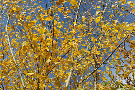 明亮的黄色秋天叶子在蓝天背景