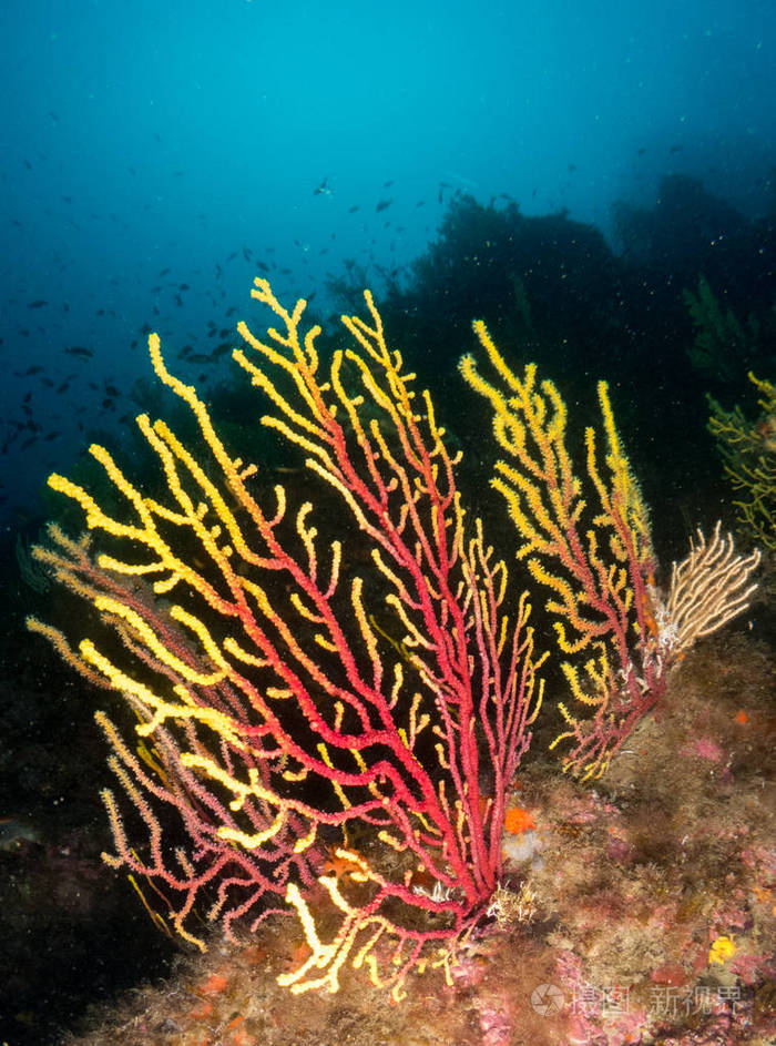 地中海的柳珊瑚,蓝色背景照片-正版商用图片0aba6z-摄图新视界